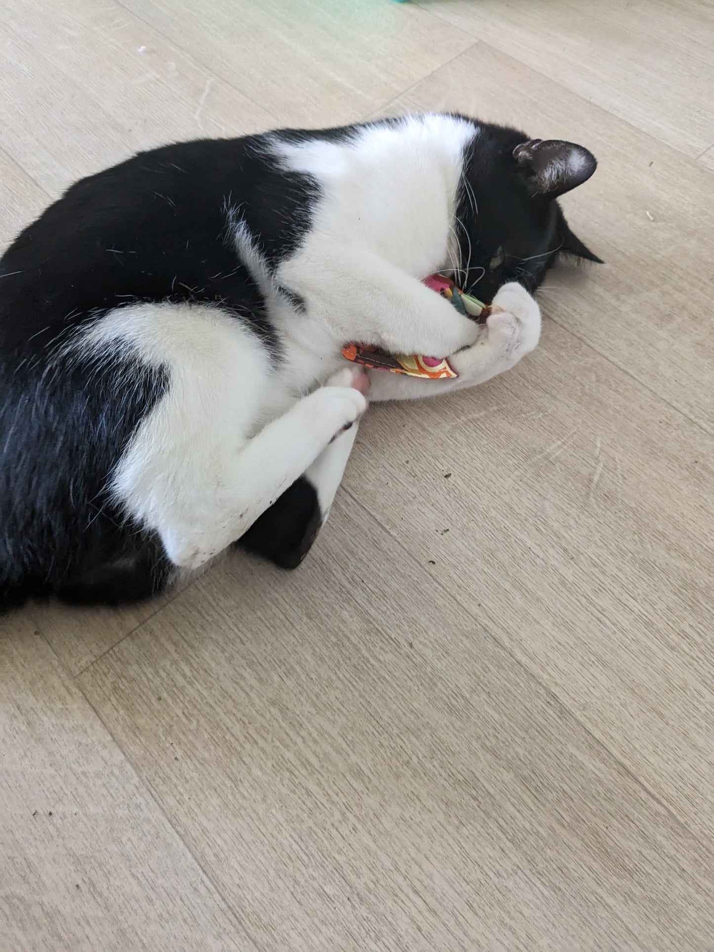 Chat avec jouet herbe à chat effet